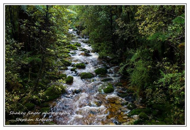 west coast wilderness trail flowing water